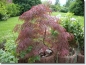 Mobile Preview: Acer palmatum 'Dissectum Atropurpureum'  - Roter Schlitzahorn 60-70 cm