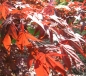 Preview: Acer palmatum 'Atropurpureum'  - Roter Fächer-Ahorn 40-60 cm
