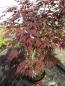 Preview: Acer palmatum 'Atropurpureum'  - Roter Fächer-Ahorn 40-60 cm