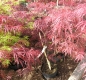 Preview: Acer palmatum 'Dissectum Atropurpureum'  - Roter Schlitzahorn 30-40 cm