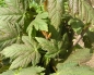 Preview: Acer pseudoplatanus - Bergahorn, 1j 30-50cm