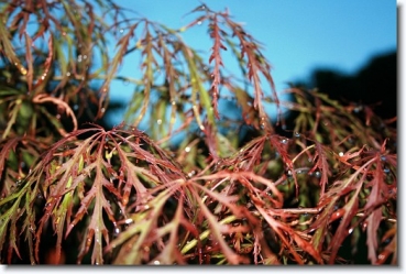 Acer palmatum 'Dissectum Atropurpureum'  - Roter Schlitzahorn 60-70 cm