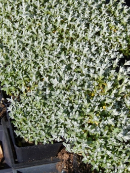 Cerastium tomentosum 'Silberteppich' Kompaktes Garten-Hornkraut