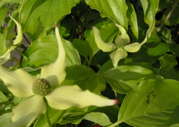 Cornus kousa  - Jap.Blumen-Hartriegel, 40-60 cm