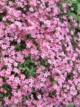 Gypsophila repens, rosa -  Kriechendes Garten-Schleierkraut