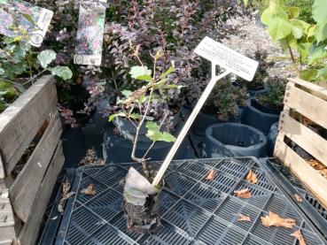 Traubeneiche, Quercus petraea, 25-50 cm, Weichwandcontainer, 3 jährig