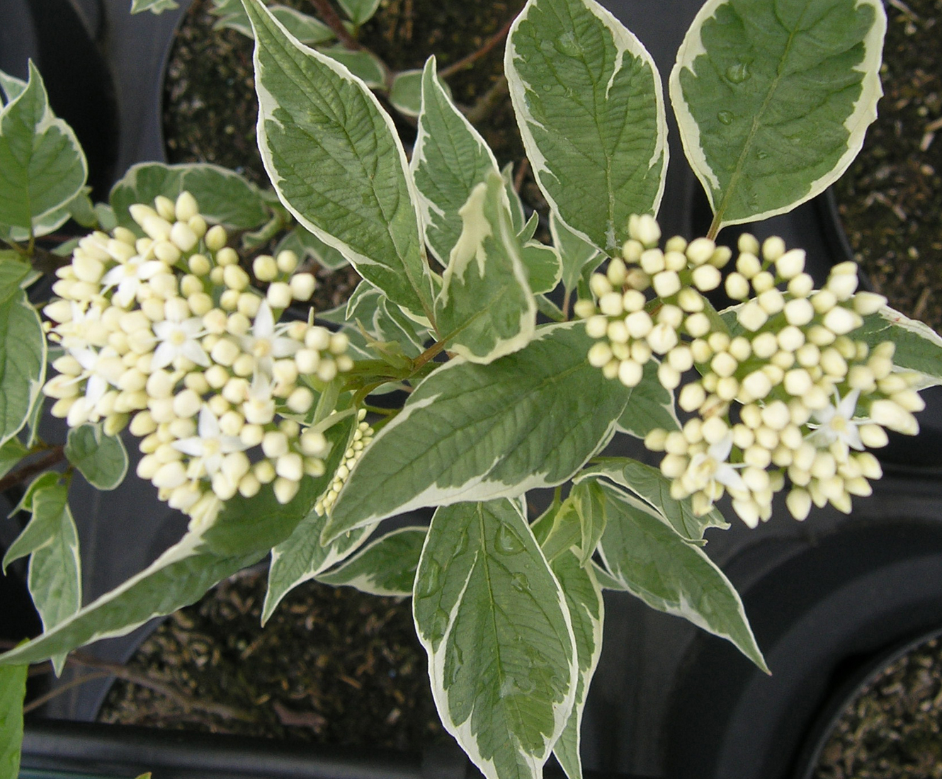 D. Handel Baumschulen GmbH Cornus alba 'Elegantissima' Wei