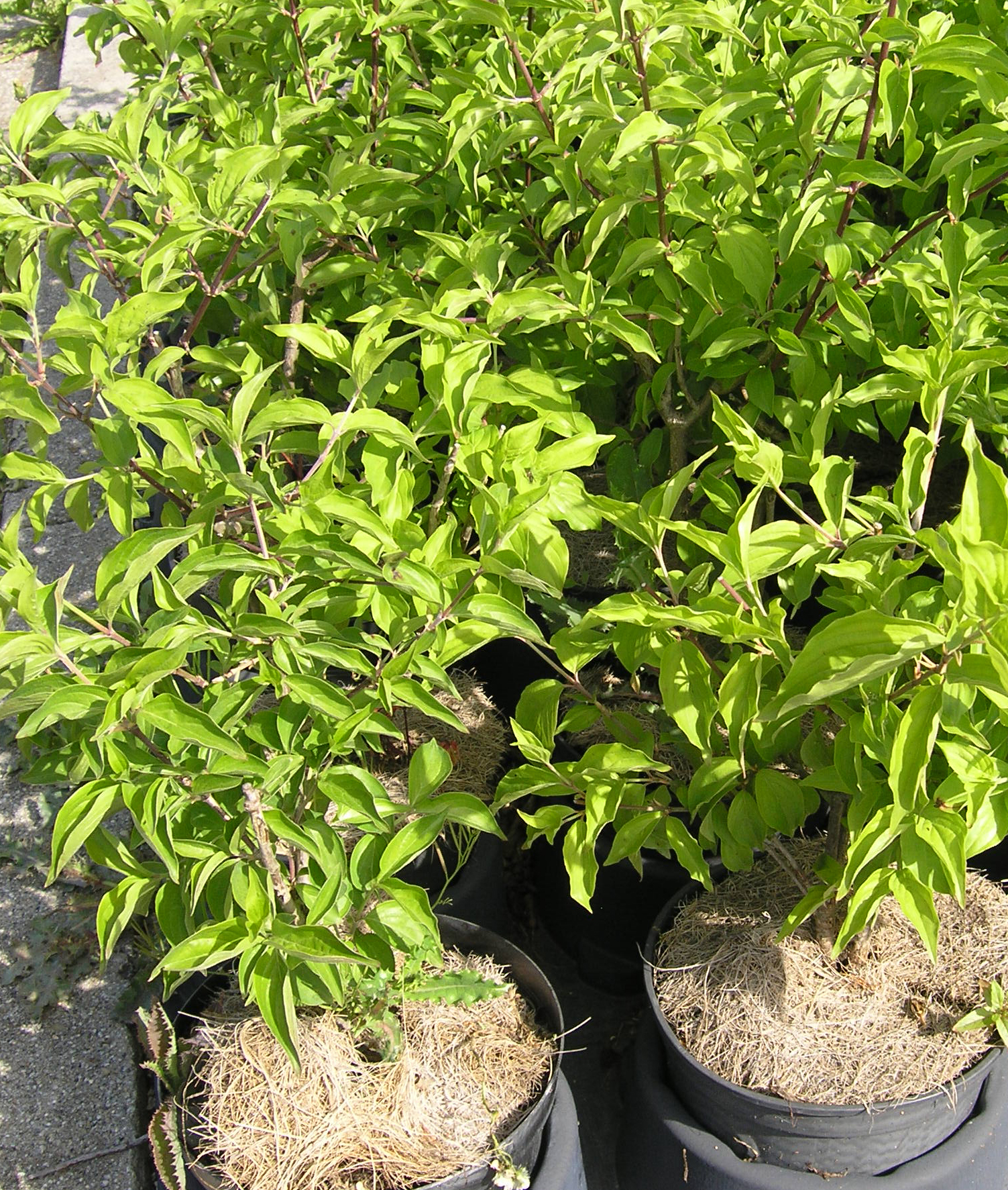 D. Handel Baumschulen GmbH Cornus mas Kornelkirsche, 4060 cm