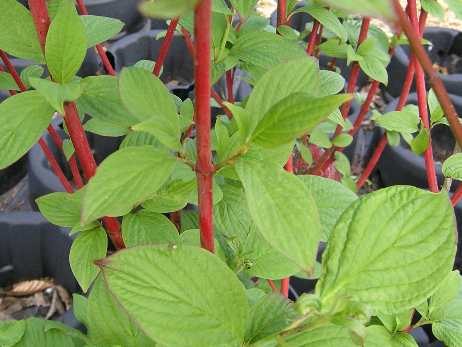 D. Handel Baumschulen GmbH Cornus alba 'Sibirica' PurpurHartriegel