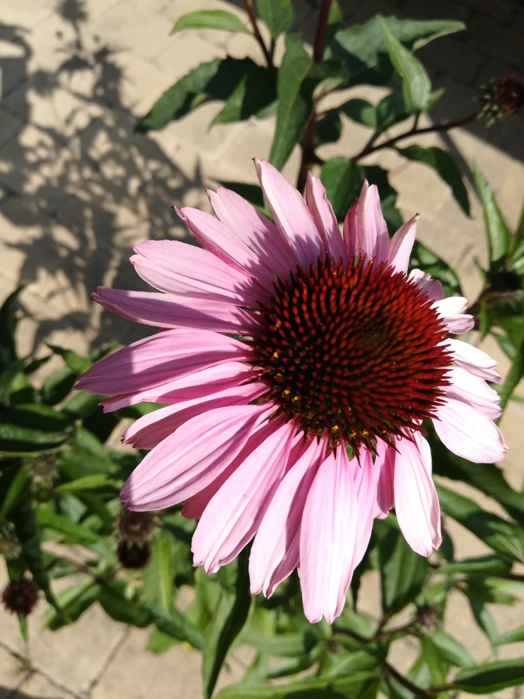 D. Handel Baumschulen GmbH Echinacea purpurea