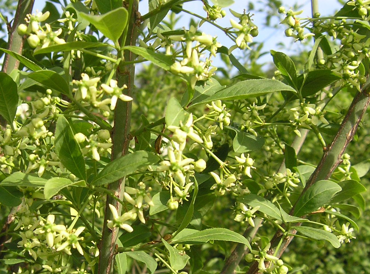 D. Handel Baumschulen GmbH Euonymus europaeus Pfaffenh