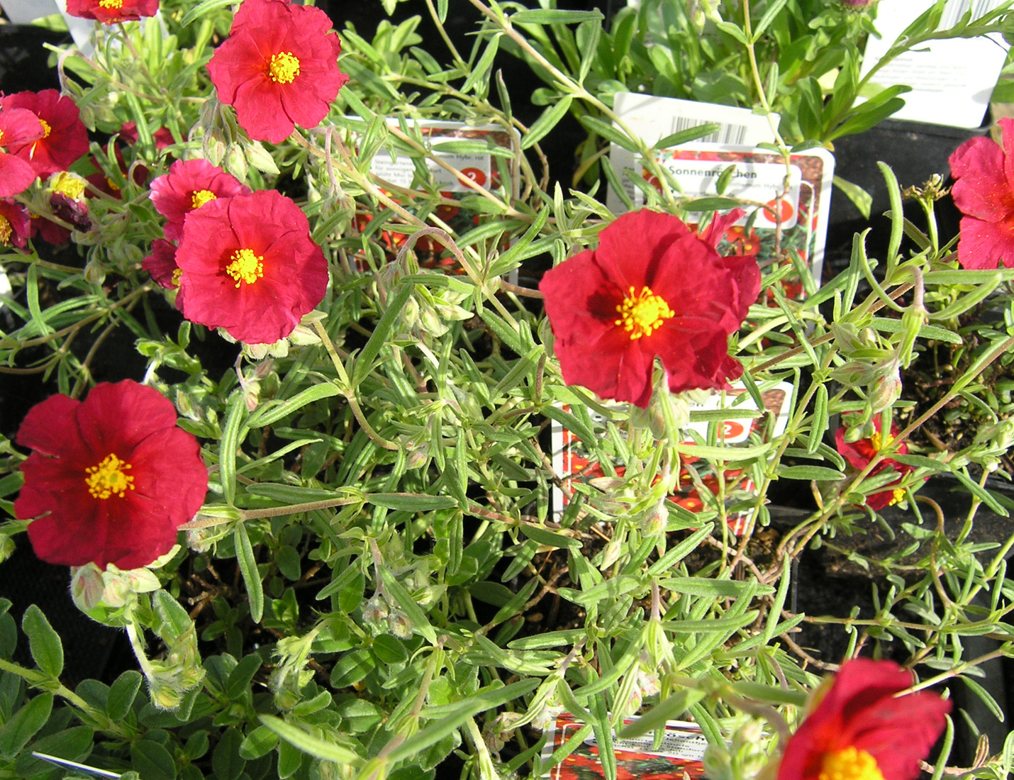 D. Handel Baumschulen GmbH Helianthemum x cult., rot GartenSonnenr