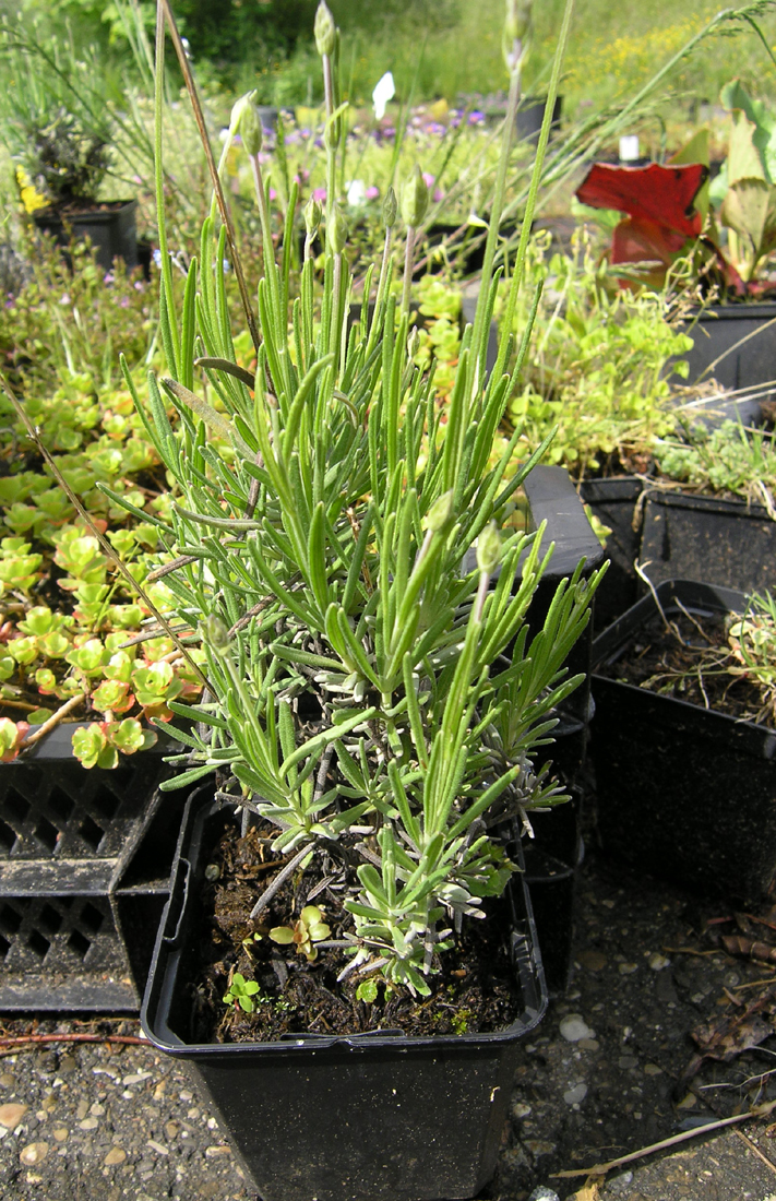 D. Handel Baumschulen GmbH Lavandula angustifolia 'Dwarf Blue