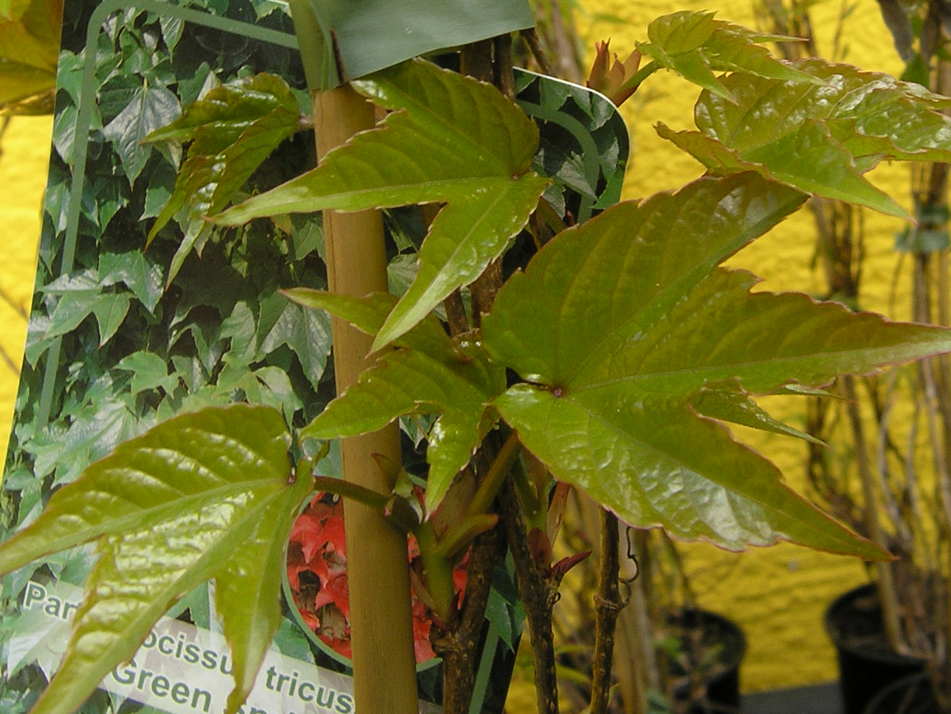 D. Handel Baumschulen GmbH Parthenocissus tric.'Veitchii'
