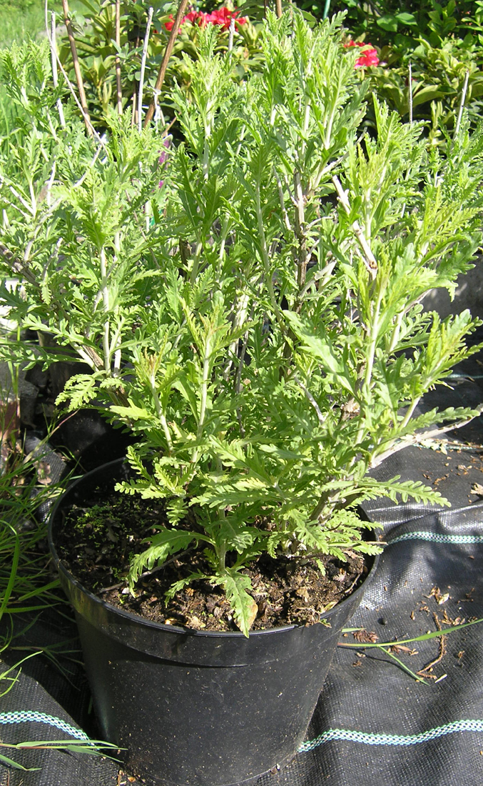 D. Handel Baumschulen GmbH Perovskia abrotanoides Blauraute