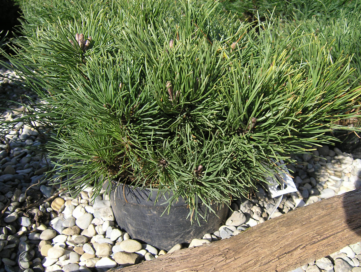 D. Handel Baumschulen GmbH Pinus mugo pumilio ZwergKiefer, 2530 cm