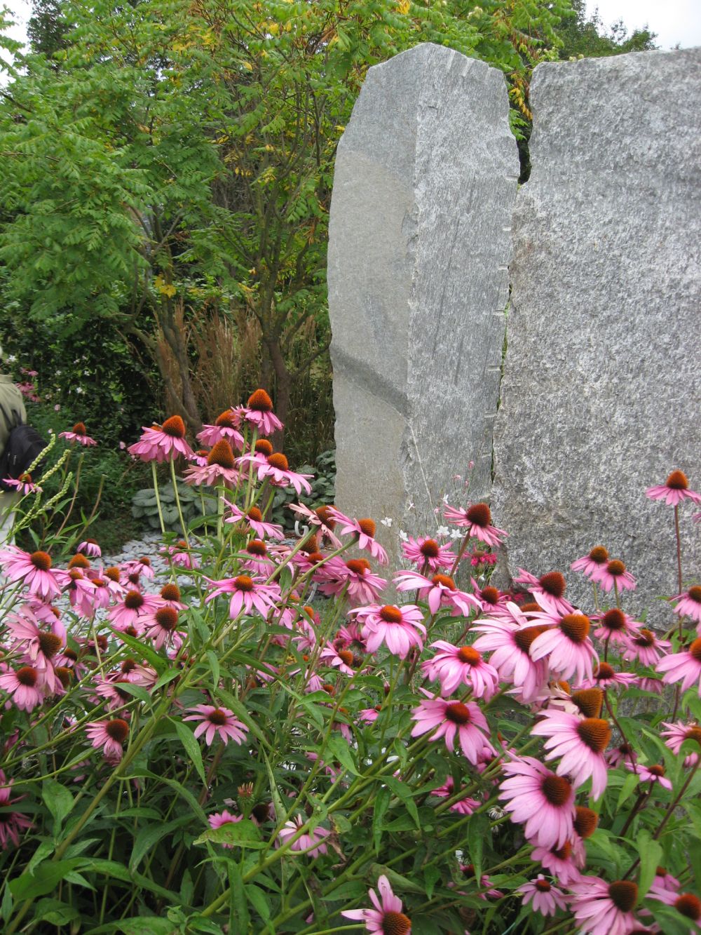 D. Handel Baumschulen GmbH Echinacea purpurea