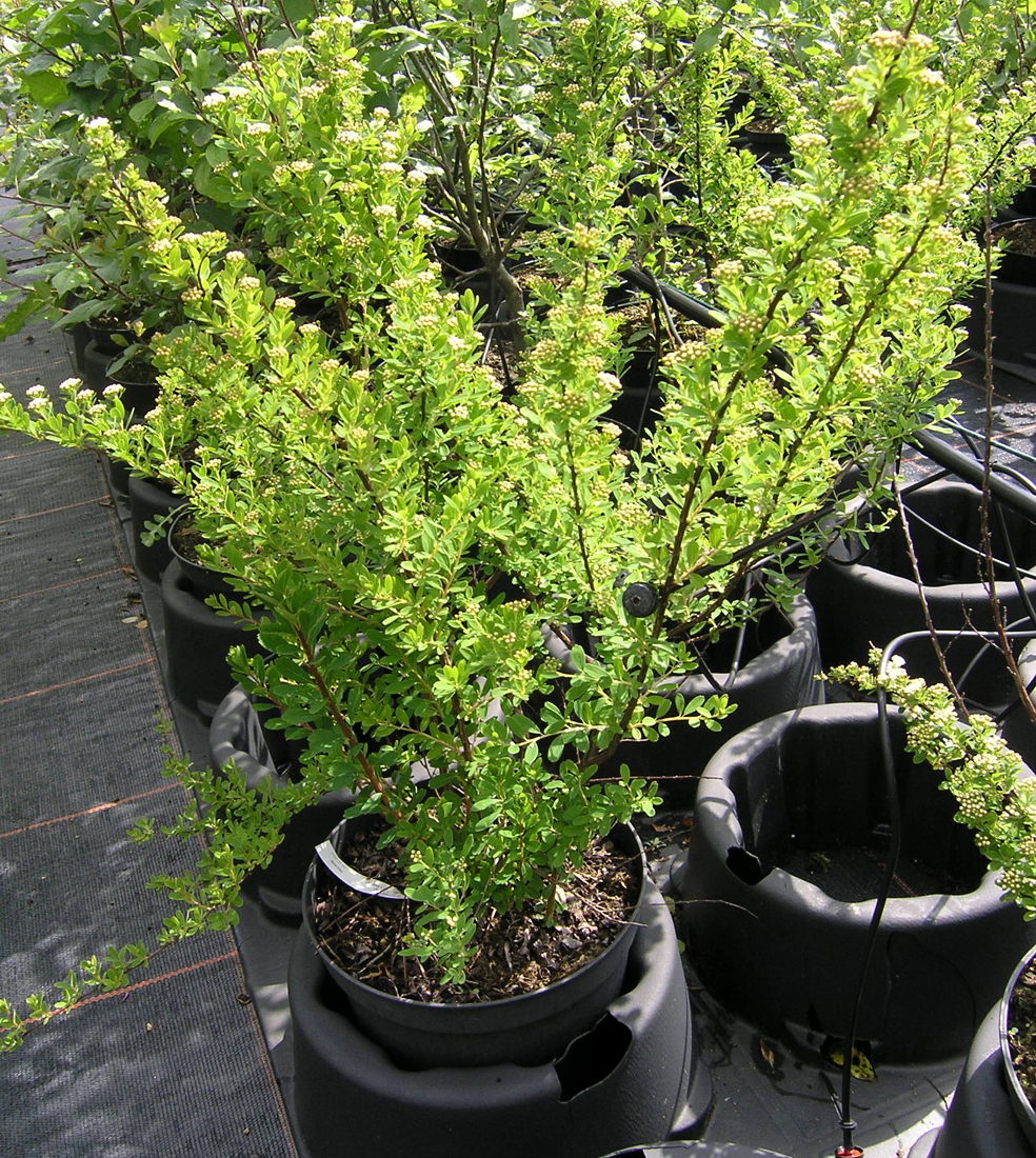 D. Handel Baumschulen GmbH Spiraea nipponica 'Snowmound