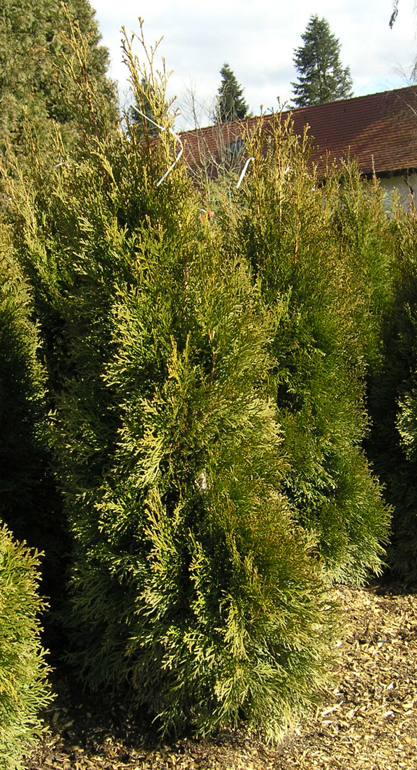 D. Handel Baumschulen GmbH Thuja occidentalis 'Smaragd' Lebensbaum