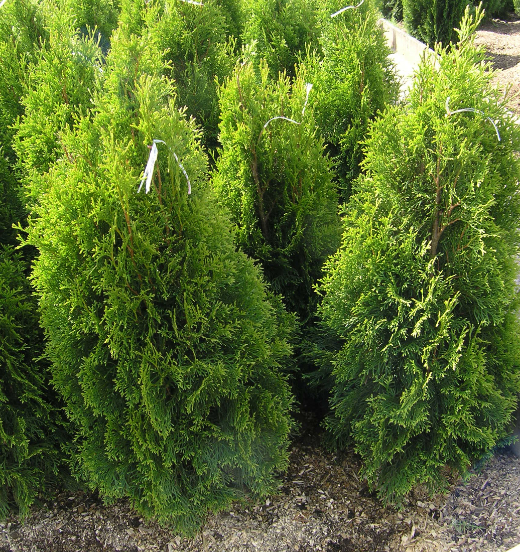 D. Handel Baumschulen GmbH Thuja occidentalis 'Smaragd' Lebensbaum