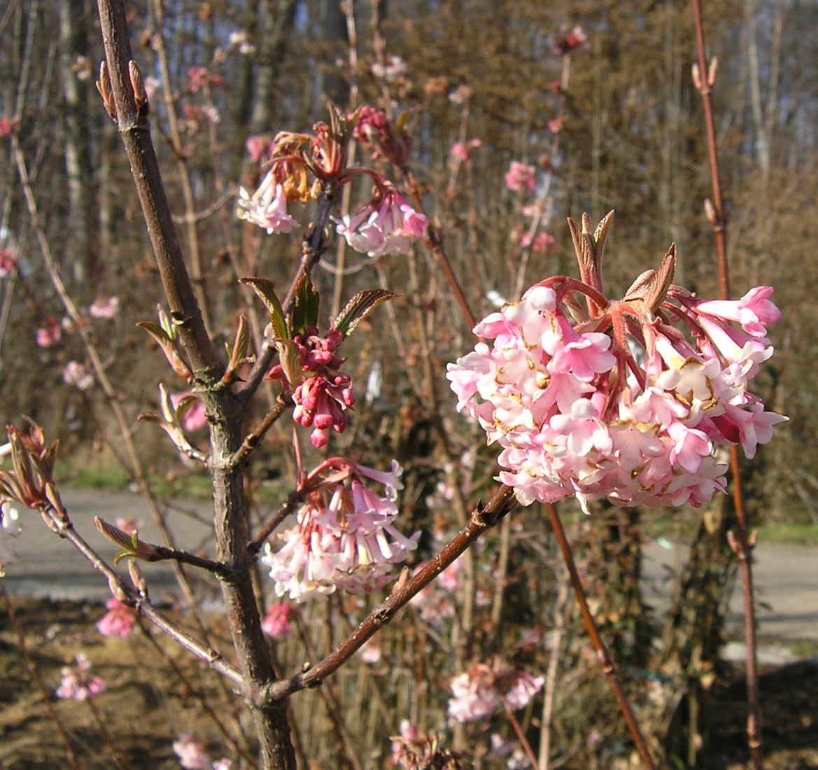 D. Handel Baumschulen GmbH Viburnum bodnantense 'Dawn