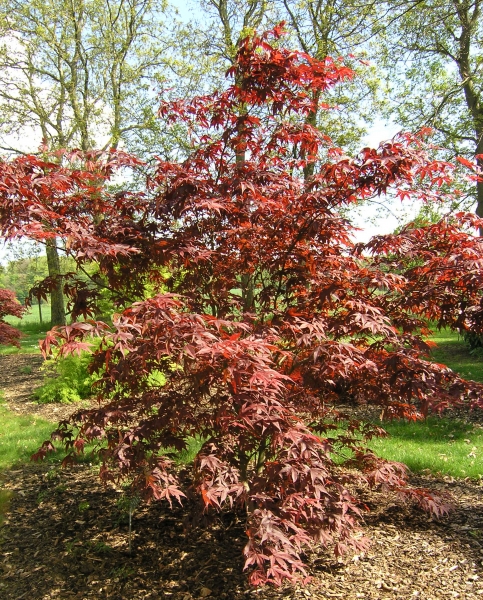Acer palmatum 'Atropurpureum'  - Roter Fächer-Ahorn 40-60 cm