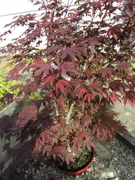 Acer palmatum 'Atropurpureum'  - Roter Fächer-Ahorn 40-60 cm
