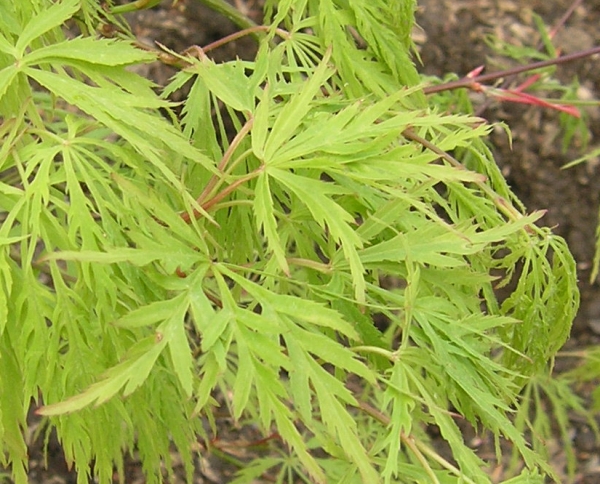 Acer palmatum 'Dissectum'  - Grüner Schlitzahorn 60-70 cm