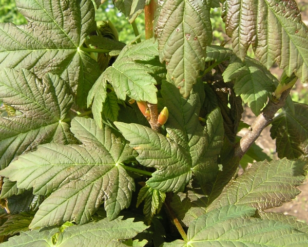 Acer pseudoplatanus - Bergahorn, 2j. 50-80