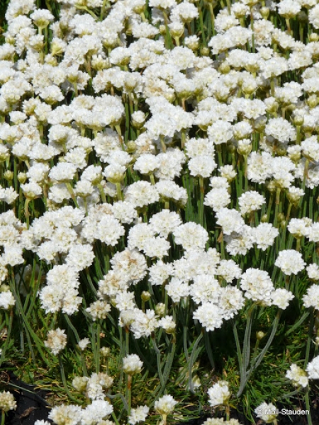 Armeria maritima alba,  weiße Grasnelke