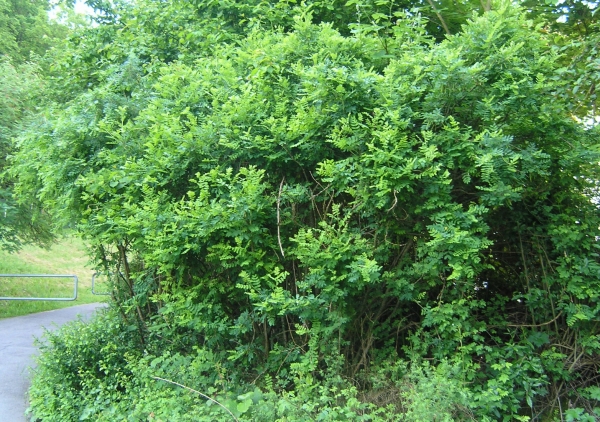 Caragana arborescens  - Erbsenstrauch 60-100 cm
