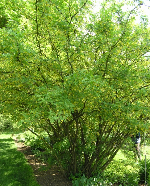 Caragana arborescens  - Erbsenstrauch 80-100 cm