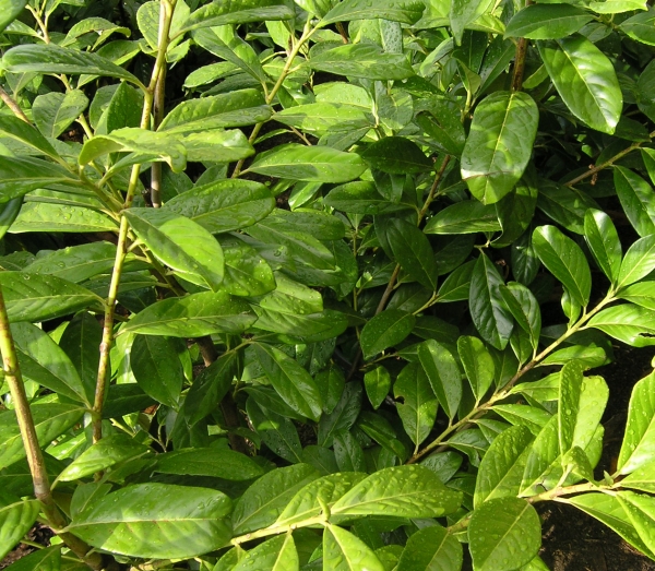Prunus lauroc.'Genolia' - Lorbeerkirsche 'Genolia', 40-60 cm