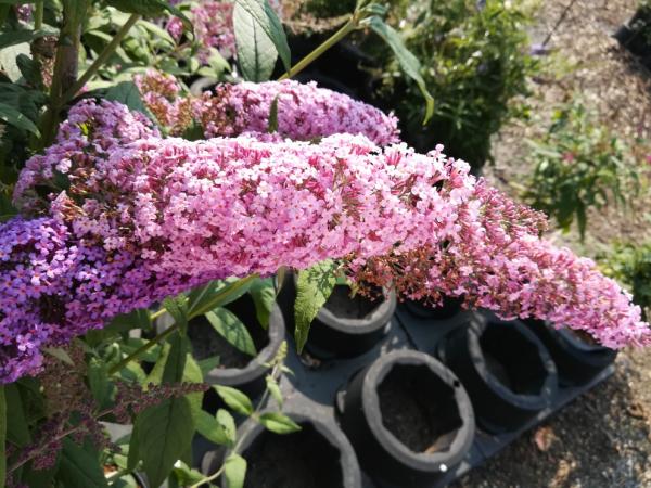 Buddleja davidii weiß, rot, pink, lila, Sommerfflieder 60-100 cm
