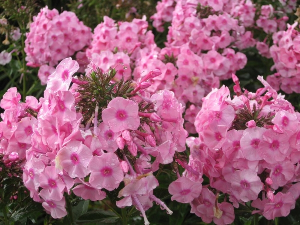 D. Handel Baumschulen GmbH Phlox paniculata, rosa Hohe Garten